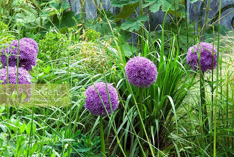 Allium 'Gladiator' in border in garden designers private garden