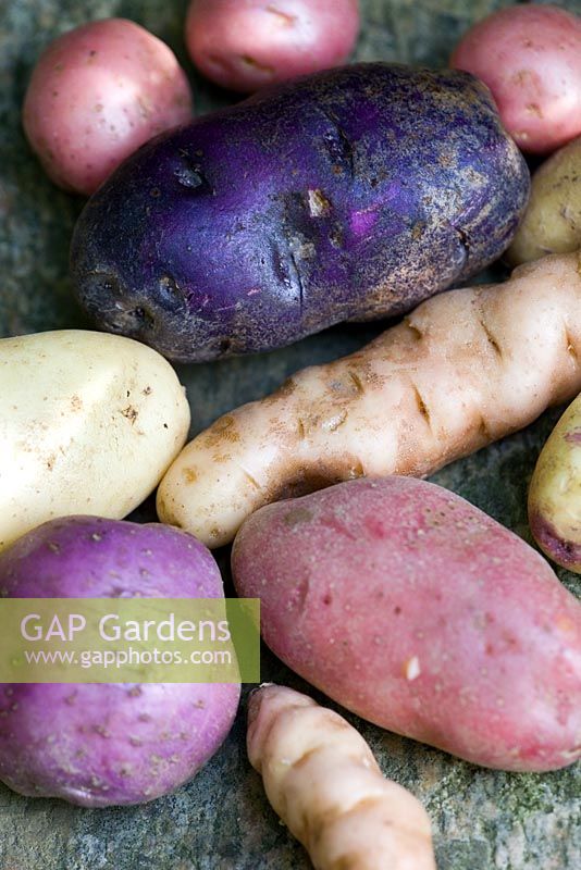 Mixed potatoes including 'Alex', 'Blue Congo', 'Mimi', 'Kestrel', 'Anya', 'Arran Victory' and 'Almond' varieties