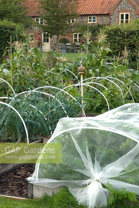Plastic tubing used as support for nets in raised wooden beds. Garden twine dispenser also shown in raised bed, ready for tying ends of net tunnel