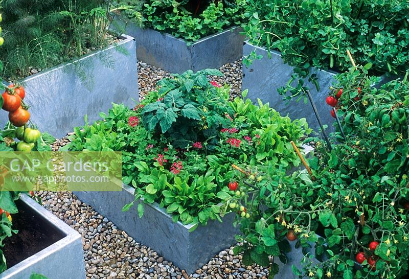 Tomatoes, Pelargonium, Fennel and Lettuce growing in square metal raised beds - RHS Chelsea Flower Show 1999
