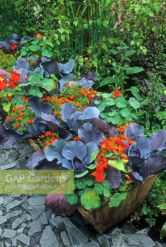 Tropaeolum with purple leaved cabbage in wooden planter - RHS Chelsea Flower SHow