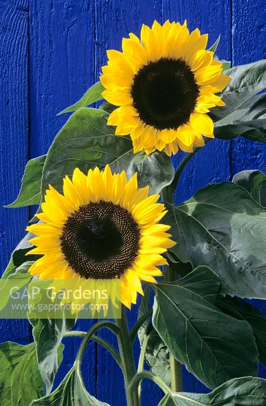 Helianthus - Sunflowers against painted blue timber fence