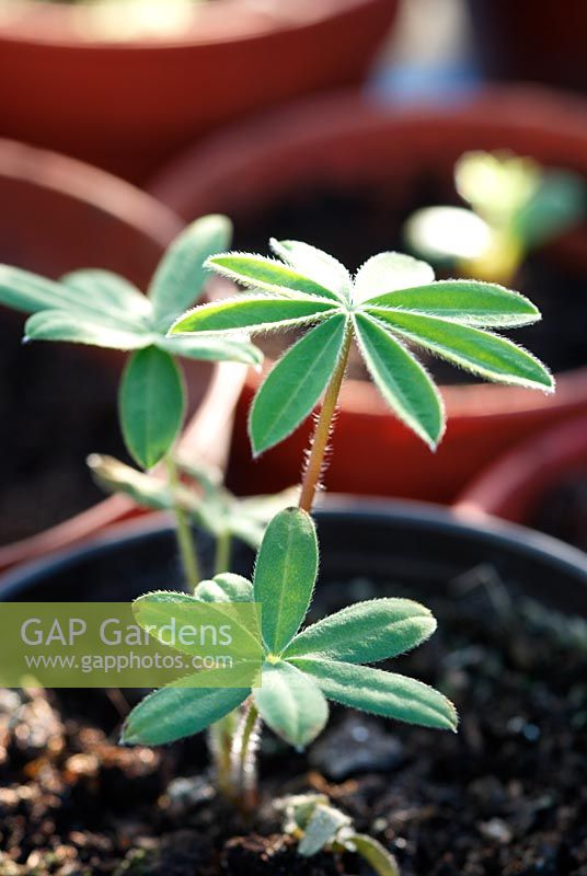 Young Lupin plant
