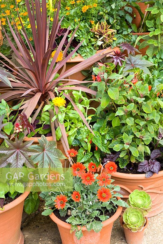 Mixed patio container plants with a tropical theme