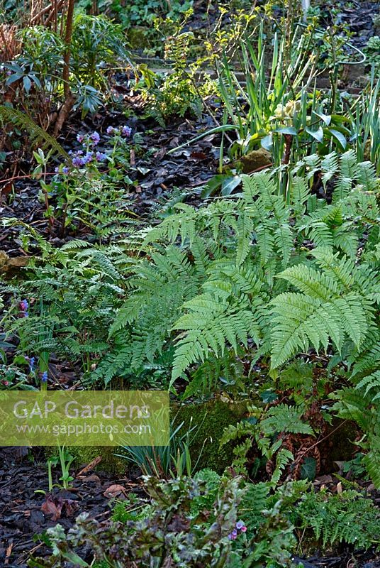 Ferns and Pulmonarias growing in shaded area with bark mulch