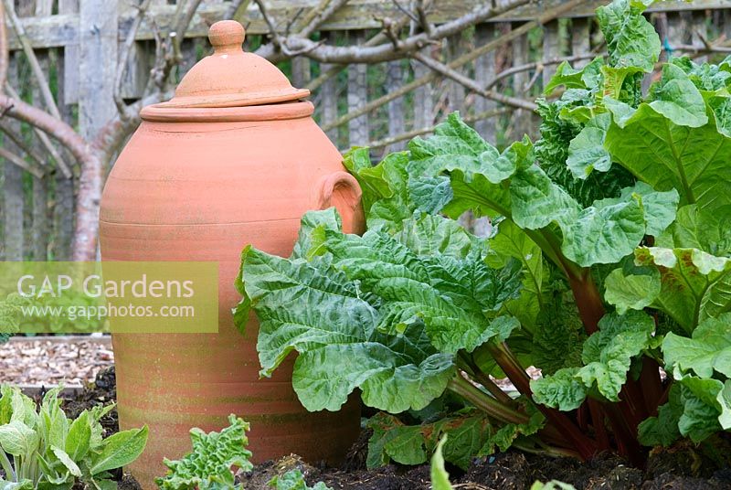 Rhubarb and forcing pot