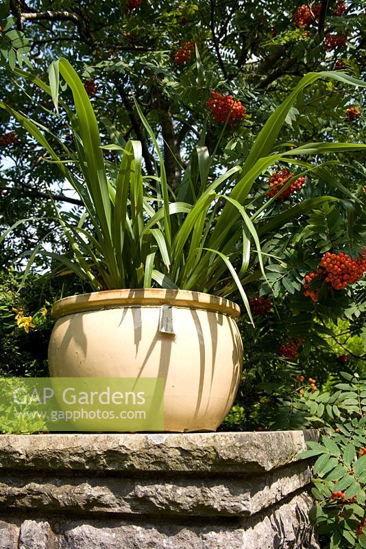 Phormium growing in a cream glazed pot placed on an stone pillar, Sorbus with red berries in background