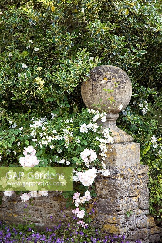 Rosa 'Paul's Himalayan Musk' growing over a stone wall