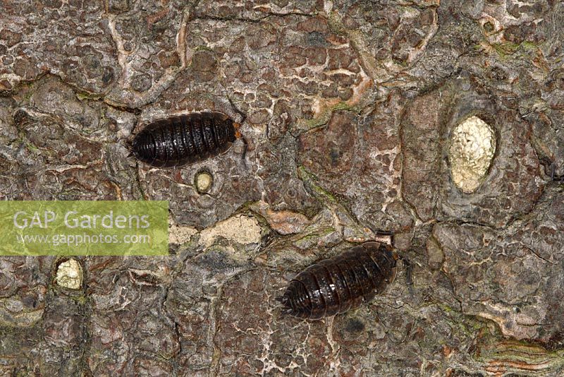 Oniscus asellus - Woodlouse on dead tree bark at night