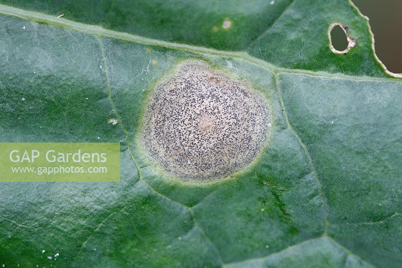 Mycosphaerella brassicicola - Brassica ring spot on upper surface of brussels sprout leaf