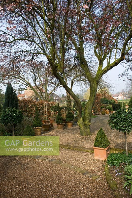 gravel pathway around central tree, evergreen topiary in containers