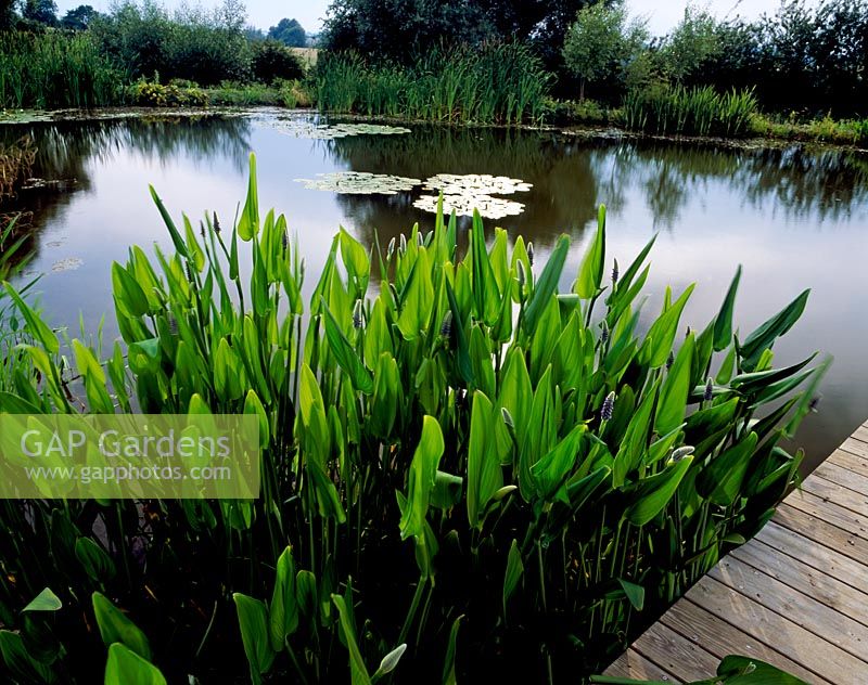 Wildlife pond with decked area and mixed aquatic plants