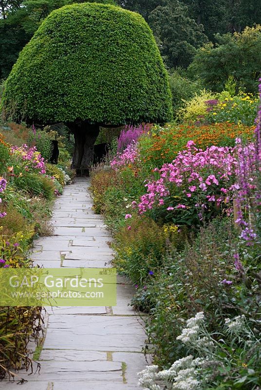 Late summer herbaceous borders with path leading to a clipped Prunus lusitanica(Portugal Laurel) in the walled garden - Crathes Castle Garden, Aberdeenshire, Scotland