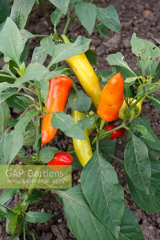 Capsicum annum 'Hungarian Hot Wax' - Chilli peppers