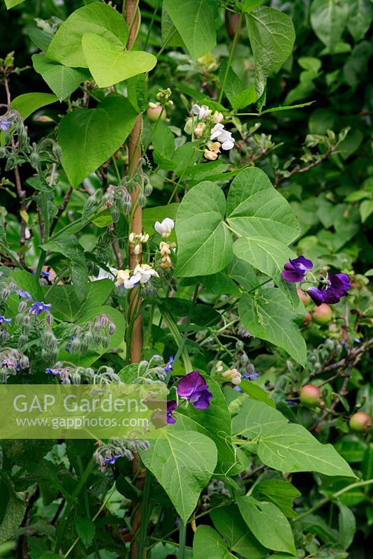 Runner bean 'White Lady' with companion plants, Sweet Peas and Borago officinalis, planted to attract insect pollinators to the bean crop and enhance their appearance