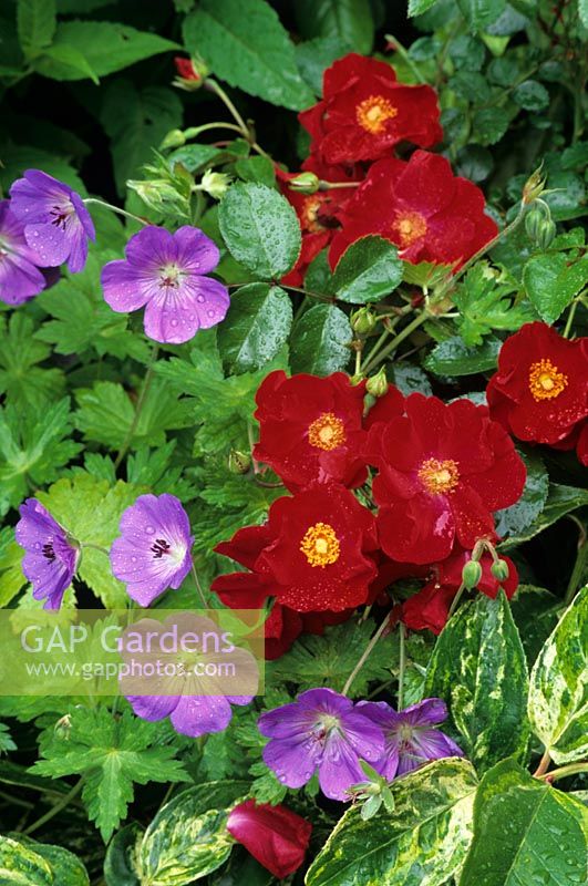 Rosa 'Flower Carpet Red Velvet' with Geranium 'Rozanne' and Leucothoe 'Rainbow'