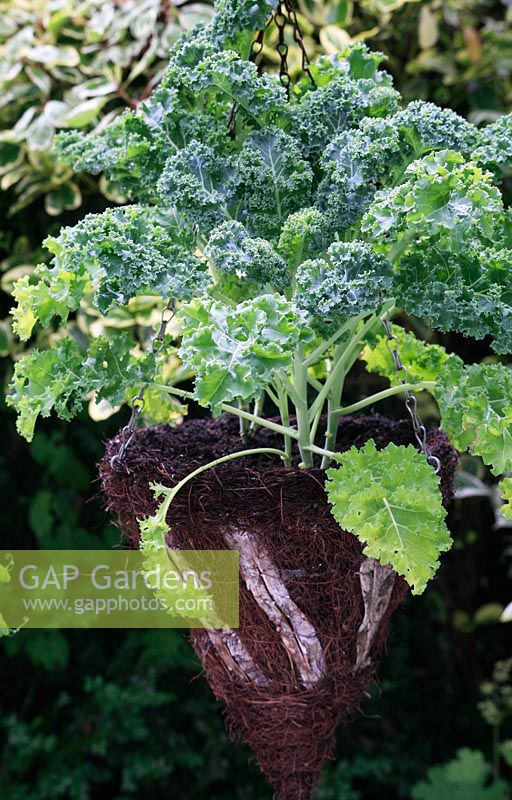 Curly kale 'Starbore' growing in a decorative hanging basket