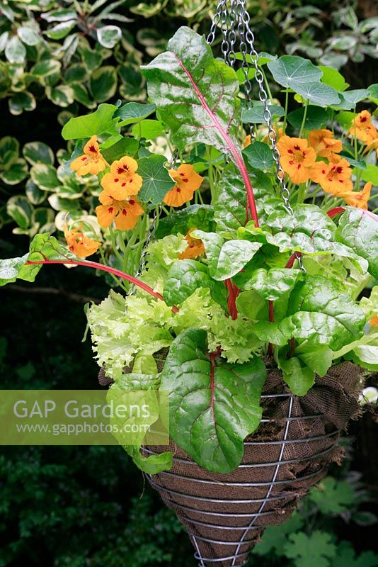 Vegetables and edible flowers growing in a hessian lined hanging basket - Tropaeolum minus 'Ladybird' with red chard 'Vulcan' and lettuce 'Lollo Bionda'