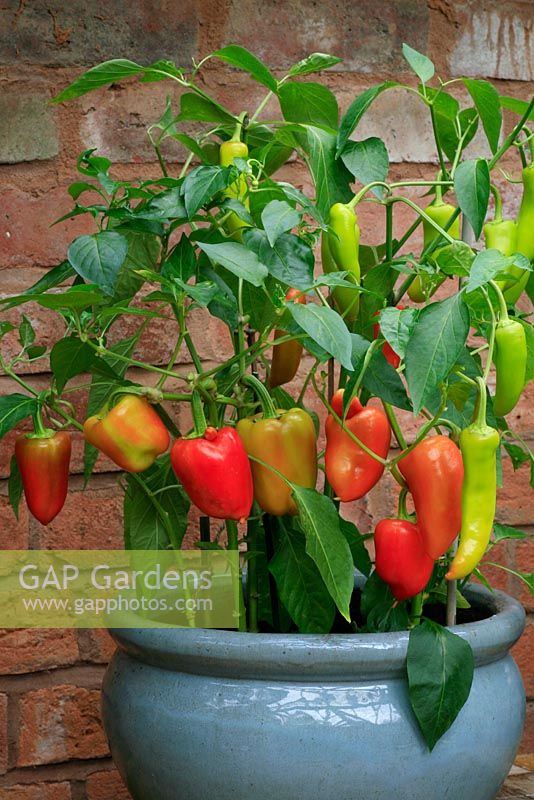 Sweet pepper 'Antohi Romanian' growing with the elongated fruit of hot pepper 'Hungarian Hot Wax' in a grey glazed bowl