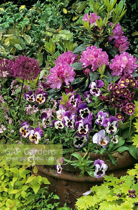 Variegated Rhododendron 'Goldflimmer' with Primula auricula, Nemesia 'Confetti' and pansies on the rim - Mixed late spring container