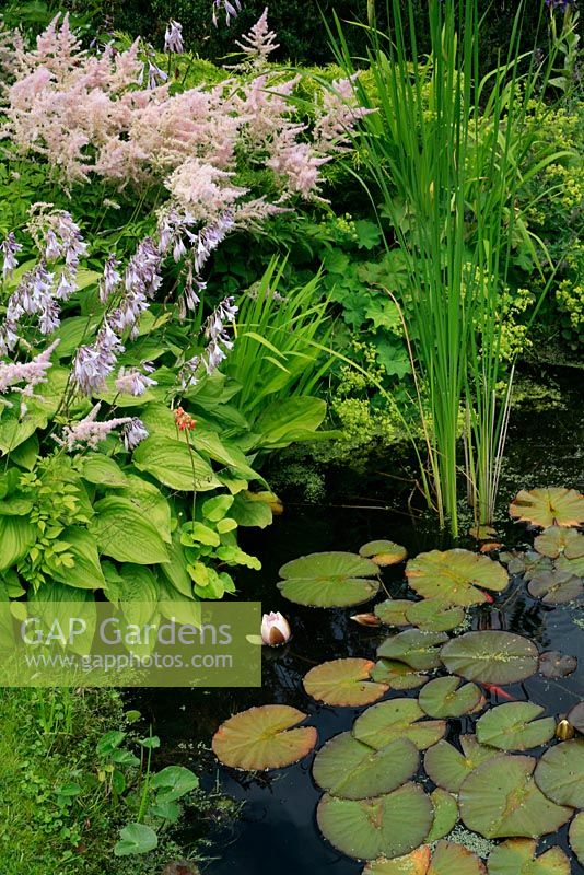 Natural looking pond with a grass edge - Hostas, Alchemilla, Nymphaea and Astilbes forming a backdrop