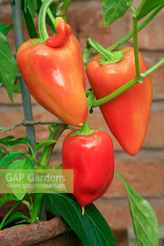 Capsicum 'Anthohi Romanian' - Sweet pepper with support cane in terracotta pot