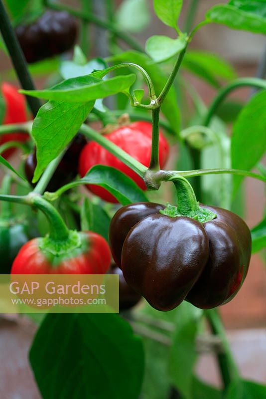 Capsicum 'Minimix' - Sweet peppers at different stages of ripening 