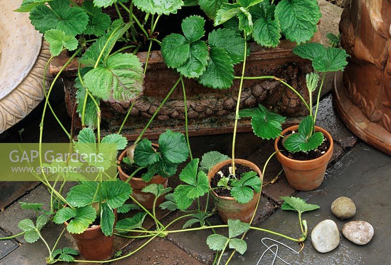 Propagating strawberry plants from runners - Young plantlets are being pegged down in terracotta pots to form roots using loops of wire or pebbles
