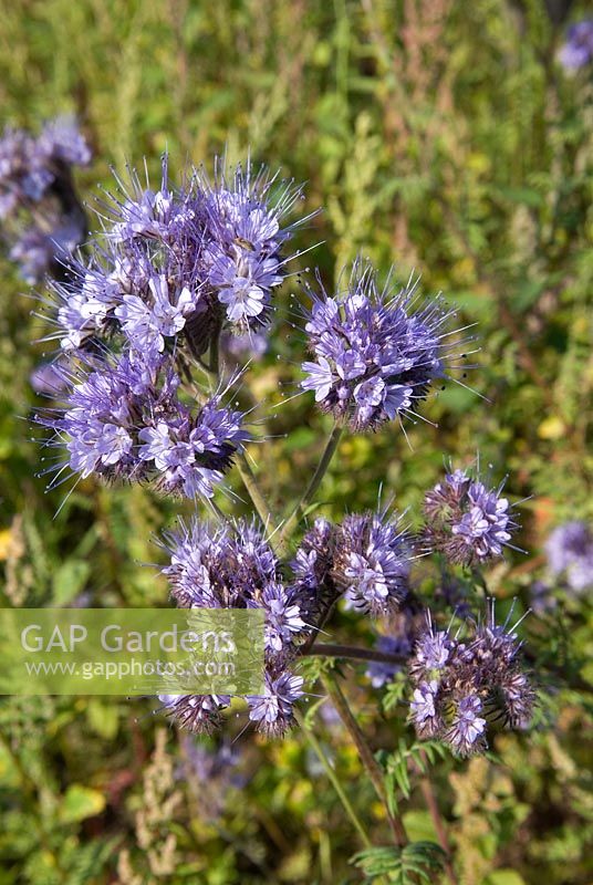 Phacelia - used in agriculture as a 'green manure' and ploughed in at spring time to boost soil fertility