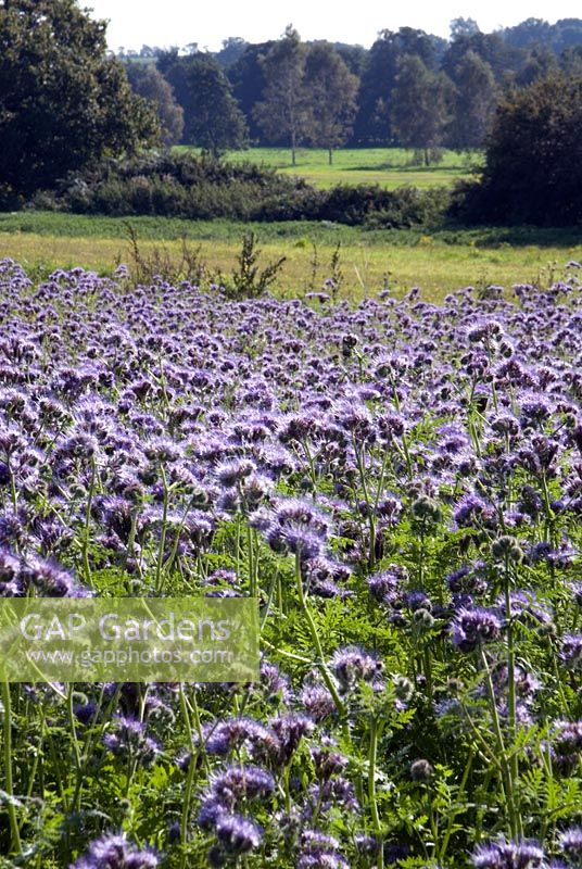 Agricultural use of Phacelia, grown as a 'green manure' and ploughed in during spring to boost soil fertility