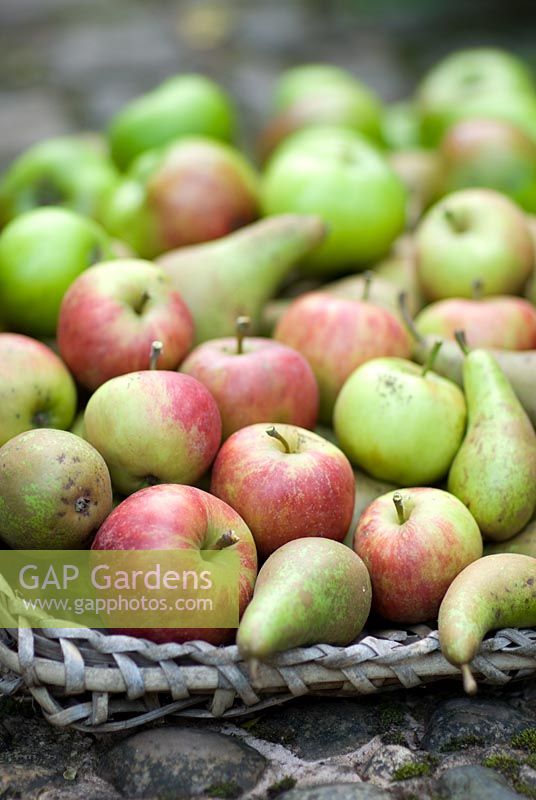 Freshly harvested organic apples and pears in September