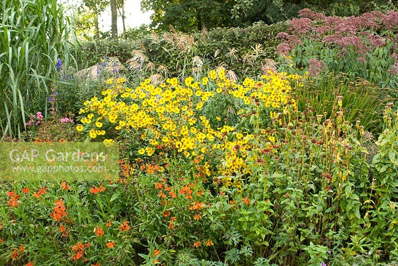 Early autumn border with Helenium 'Moorheim Beauty', Helenium 'Ruby Tuesday' Phlox paniculata 'Starfire', Miscanthus sinensis 'Silver Feather' and Miscanthus sinensis 'Floridus' at the very rear