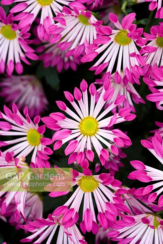 Chrysanthemum 'Pink Starling'