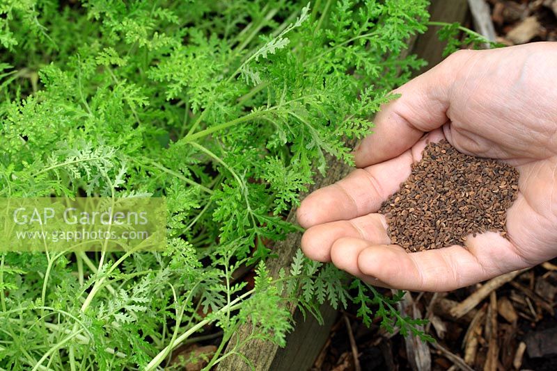 Phacelia tanacetifolia - Handful of Scorpian Weed seed, grown as an organic green maure