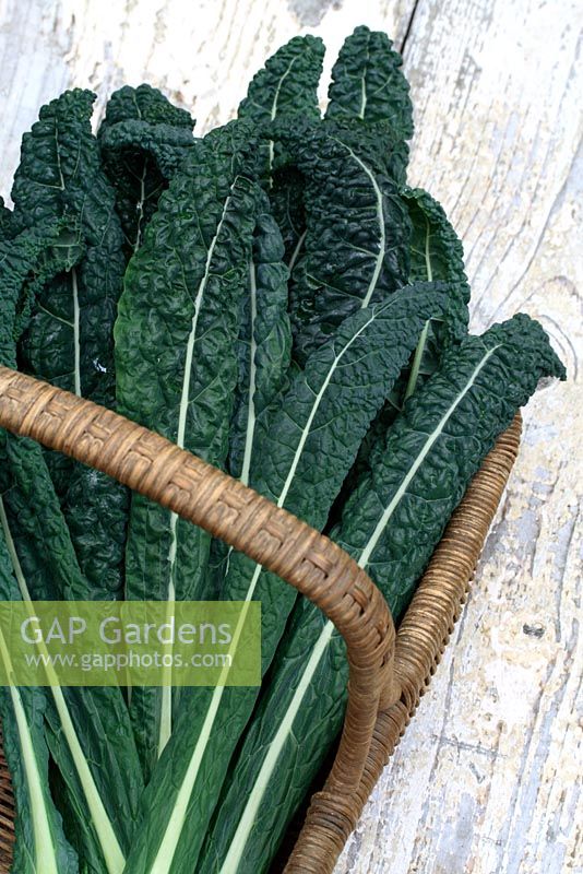 Brassica oleracea 'Nero di Toscana' - Freshly picked basket of organic black kale