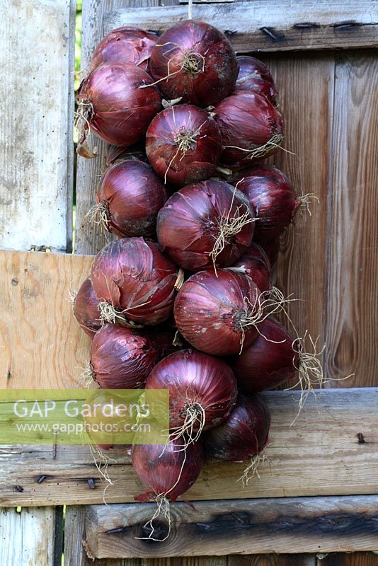 Allium cepa 'Red Baron' - Plait of organic onions drying on shed door
