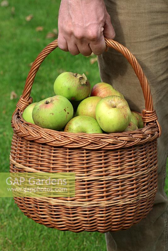 Malus 'Bramley' - Man holding basket of apples