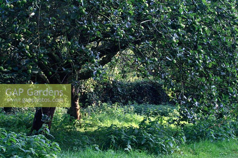 Malus trees in orchard