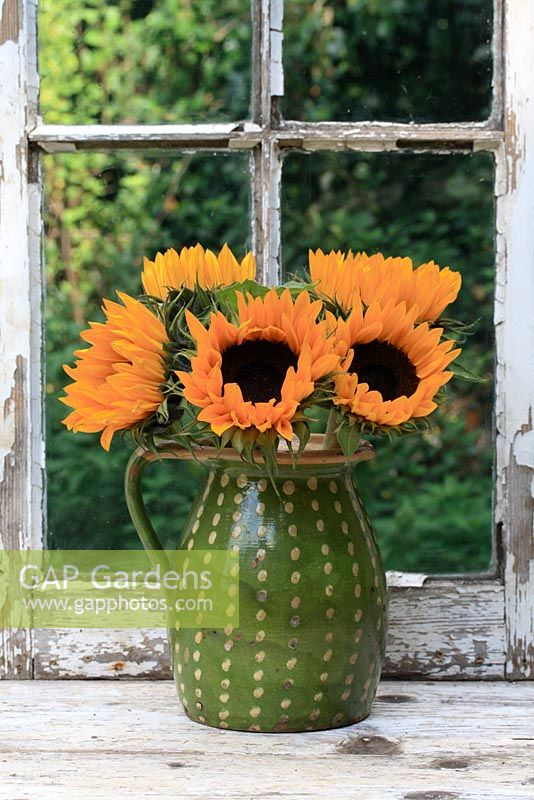 Helianthus - Sunflowers in a rustic jug