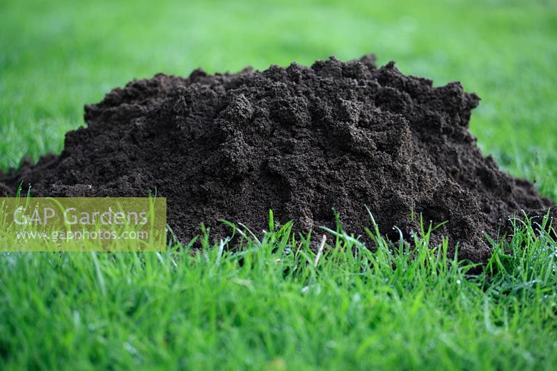 Fresh molehill on lawn
