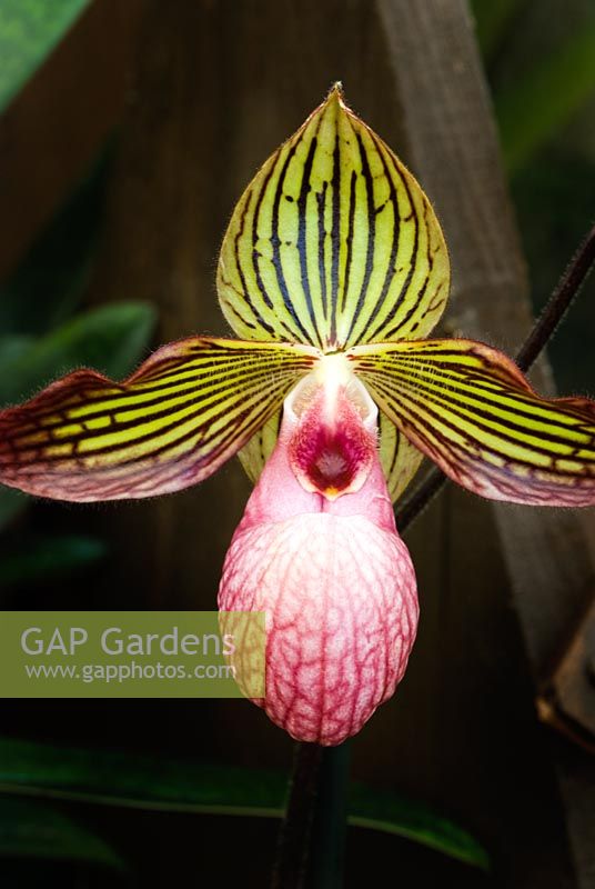 Orchid 'Gloria Naugle'