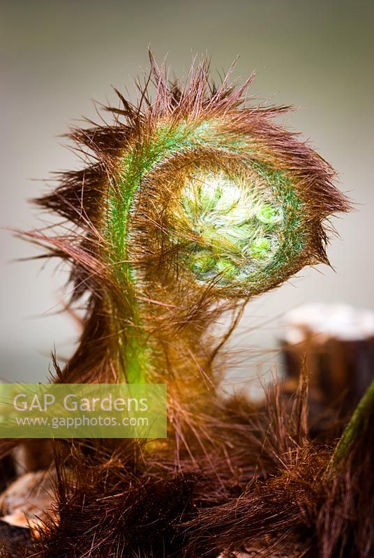 Dicksonia antarctica - Unfurling frond of tree fern