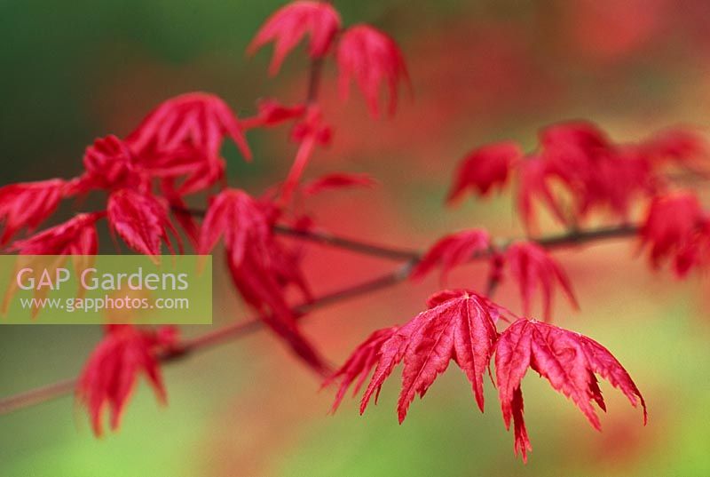 Intense red new leaves of Acer palmatum 'Deshojo' - The Japanese Garden, St Mawgan, Cornwall