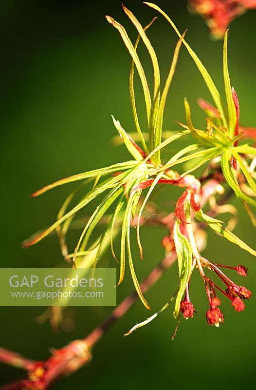 Spidery leaves and red flowers of Acer palmatum 'Villa Taranto' - The Japanese Garden, St Mawgan, Cornwall