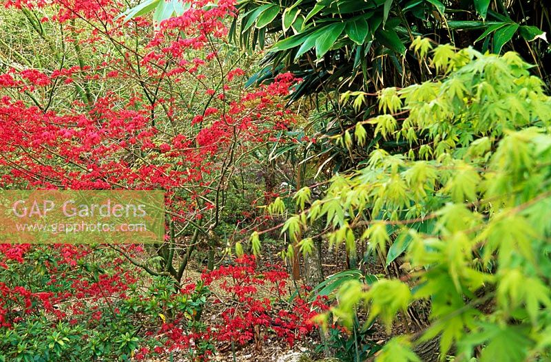 Vivid new red foliage of Acer palmatum 'Deshojo' - The Japanese Garden, St Mawgan, Cornwell