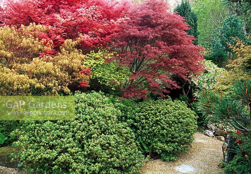 Fiery colours of new Acer foliage,  including Acer 'Villa Taranto', Acer 'Shindeshojo', Acer 'Beni-maiko' underplanted with evergreen Azaleas - The Japanese Garden, St Mawgan, Cornwall