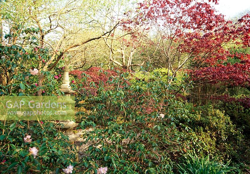Acers, Camellias and Rhododendrons surrounding a decorative stone pagoda - The Japanese Garden, St Mawgan, Cornwall
