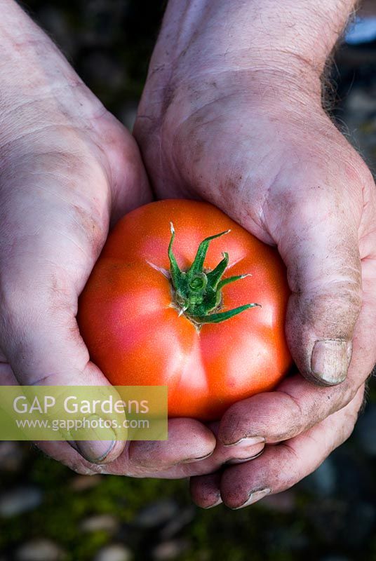 Beefsteak tomato held in mans hands