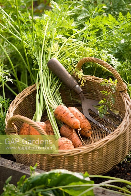 Organic pest resistant 'Flyaway' carrots in a wicker basket with hand fork