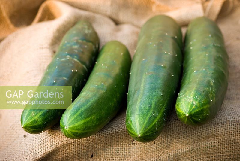 Four cucumbers 'Burpless Tasty Green' on hessian material